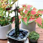 サンセベリア’ミカド’をガラス容器に入れ、水栽培している様子の写真