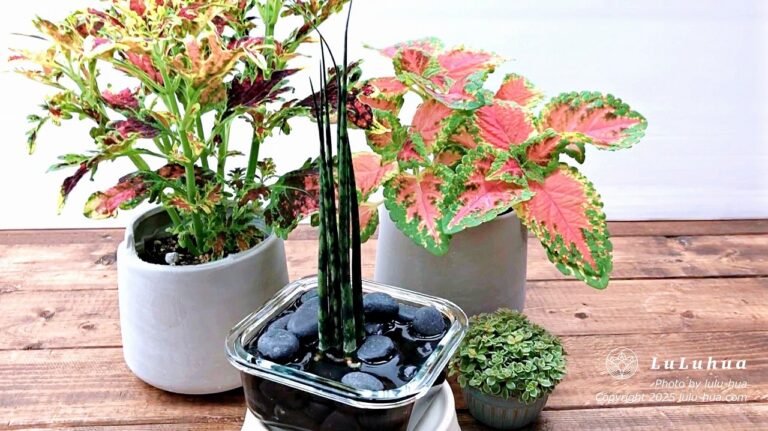 サンセベリア’ミカド’をガラス容器に入れ、水栽培している様子の写真