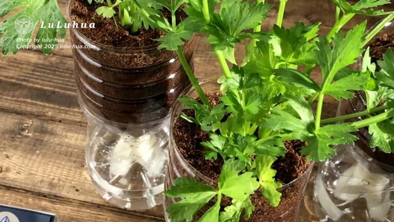ペットボトルでセロリを栽培している様子の写真