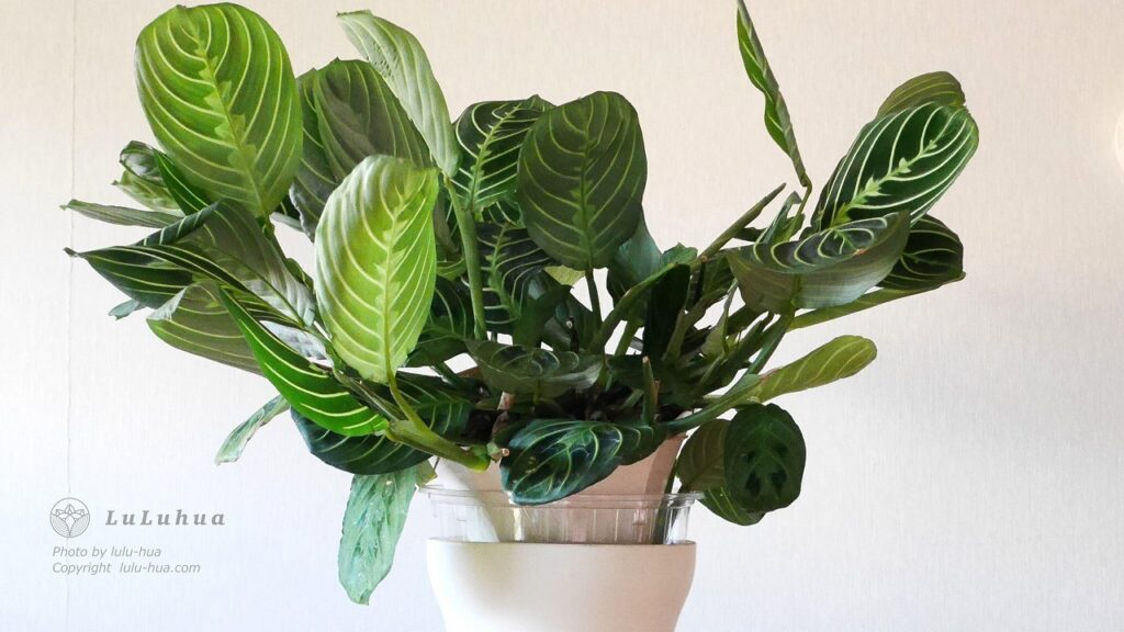 マランタ’レモンライム’が祈りを捧げるように就眠運動している様子の写真。夕方15時に撮影　