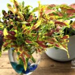 切り戻したコリウスの挿し穂を、ブルーのビーダマが入ったワイングラスで水栽培している様子の写真