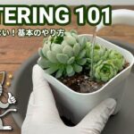 多肉植物の基本の水やりを説明しているサムネイル画像
