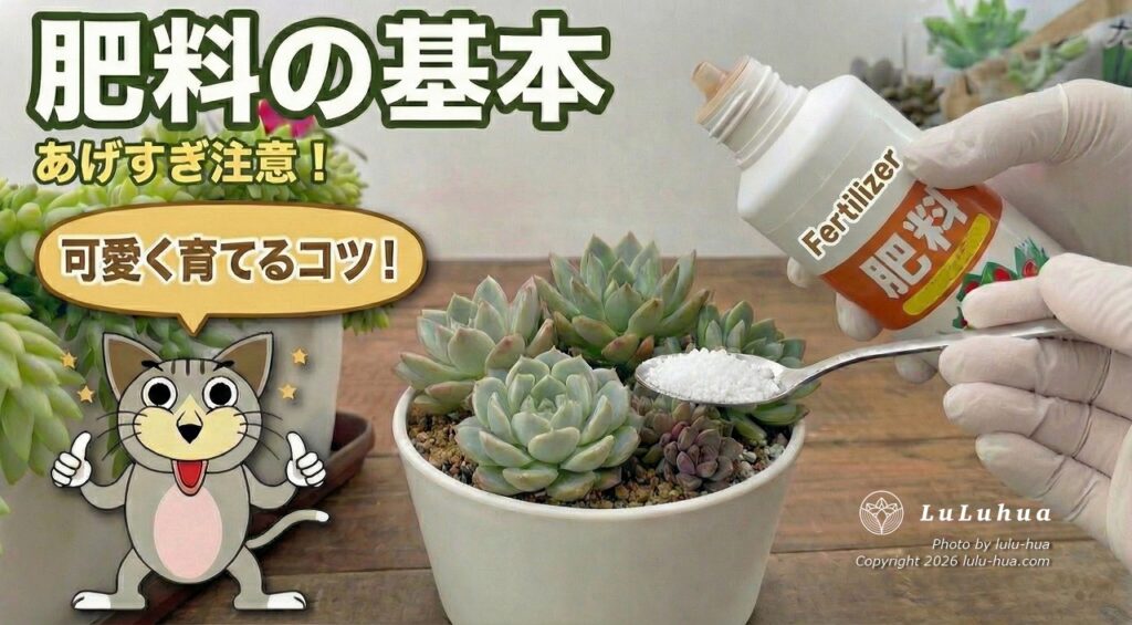 多肉植物の肥料の基本