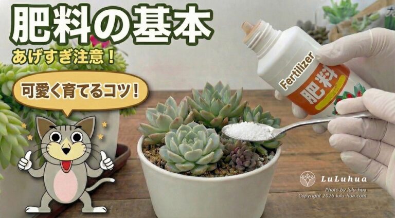 多肉植物の肥料の基本