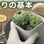 多肉植物の基本の水やりを説明しているサムネイル画像