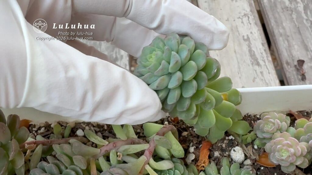 肥料と水が多すぎることによって茎がひょろひょろと伸びてしまった(徒長した)多肉植物の例。