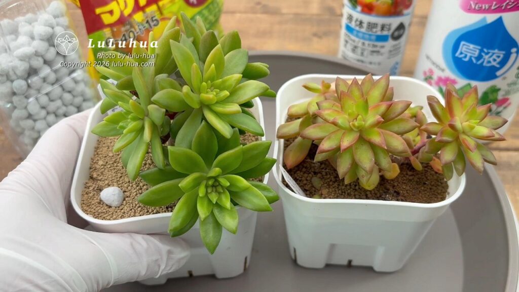 肥料を多く与えた多肉植物と、控えめにした多肉植物の比較。肥料過多で形が崩れた様子がわかる。