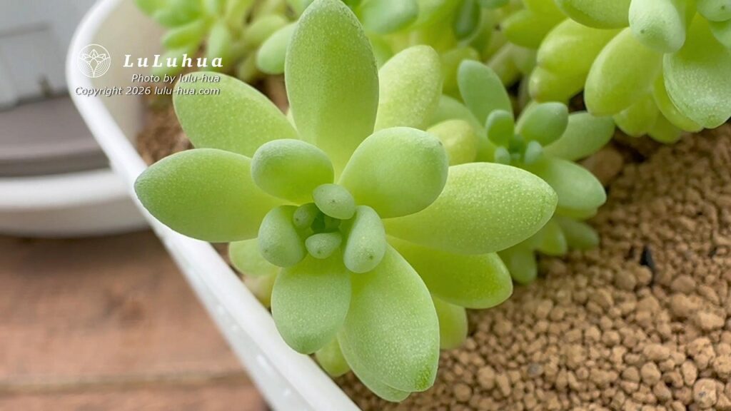 肥料分が土に残っているために、秋になっても赤く紅葉せず緑色のままになっている多肉植物。