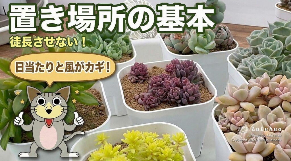 多肉植物の置き場所、初心者さん向けへの説明