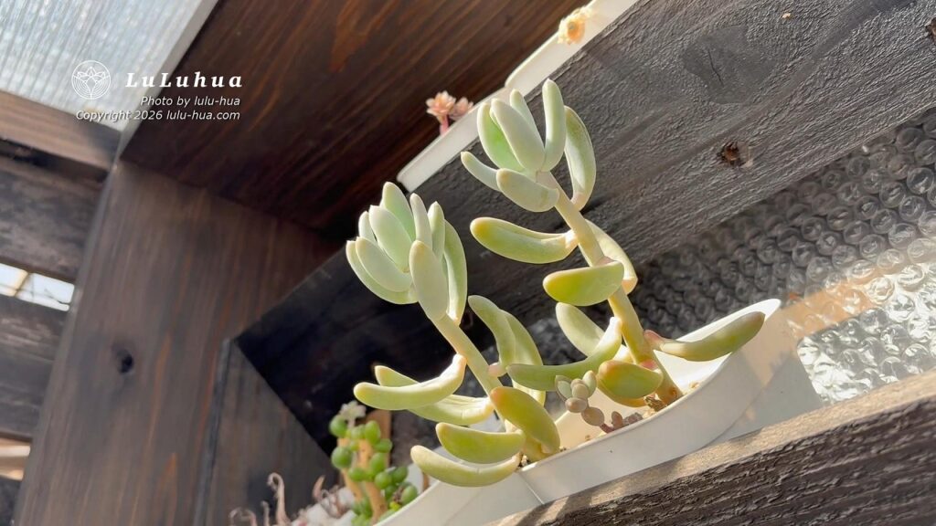 日光不足により、茎がひょろひょろと伸びて徒長(とちょう)してしまった多肉植物の様子