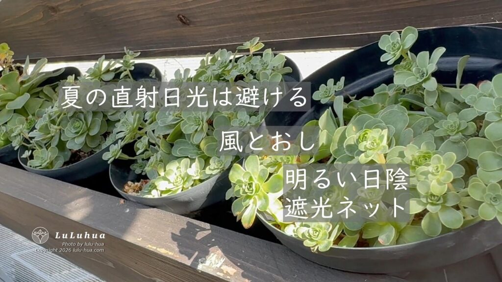 真夏の強い直射日光と葉焼けを防ぐため、遮光ネットの下や風通しの良い半日陰に置かれた多肉植物