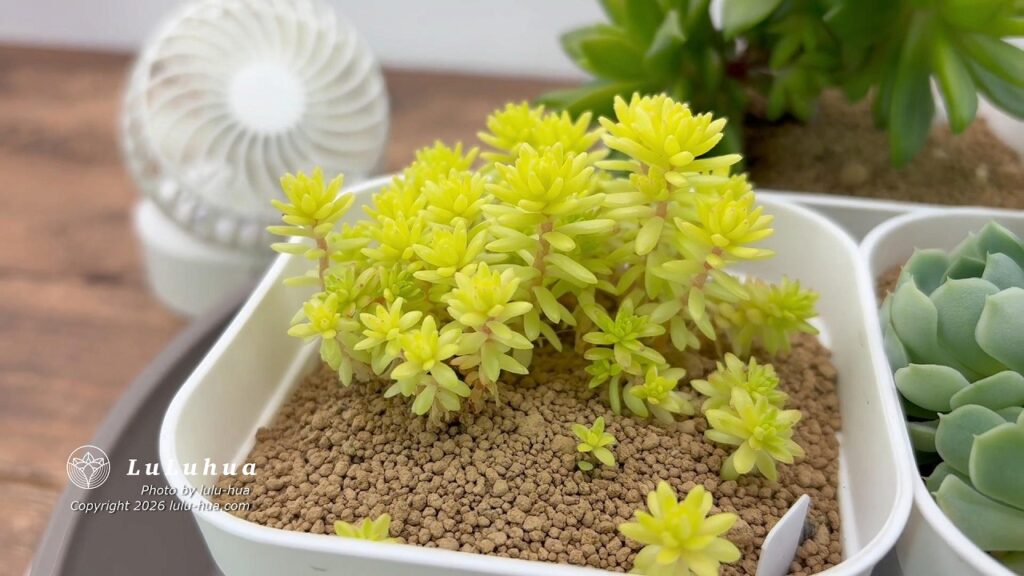 蒸れを防ぐため、サーキュレーターで風を当て、鉢と鉢の間隔をあけて風通しを良くしている多肉植物の管理方法