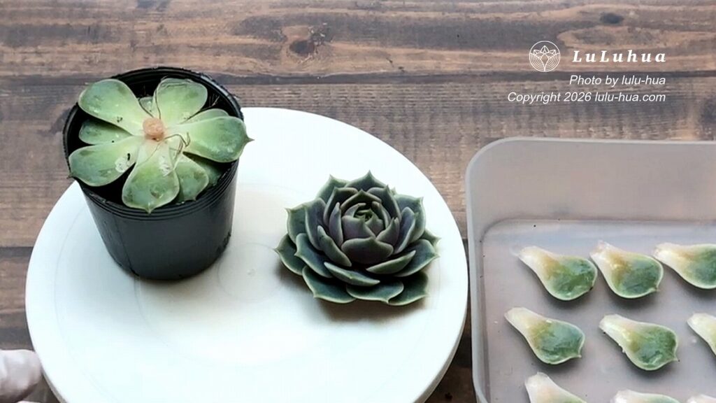 胴切り後のエケベリア ‘ローラ’(Echeveria ‘Lola’)の元株、ヘッド、葉挿し用の葉