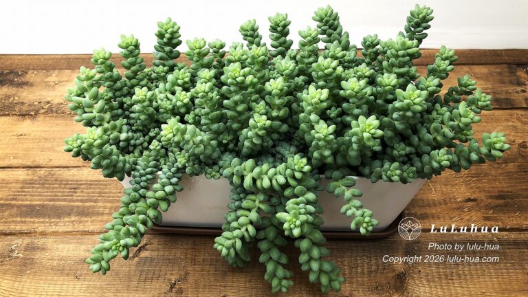 丸い青緑色の葉が連なる新玉つづり（Sedum burrito）