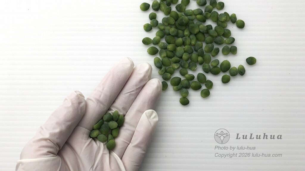 茎から葉が外れた新玉つづり(Sedum burrito)|2025年6月3日