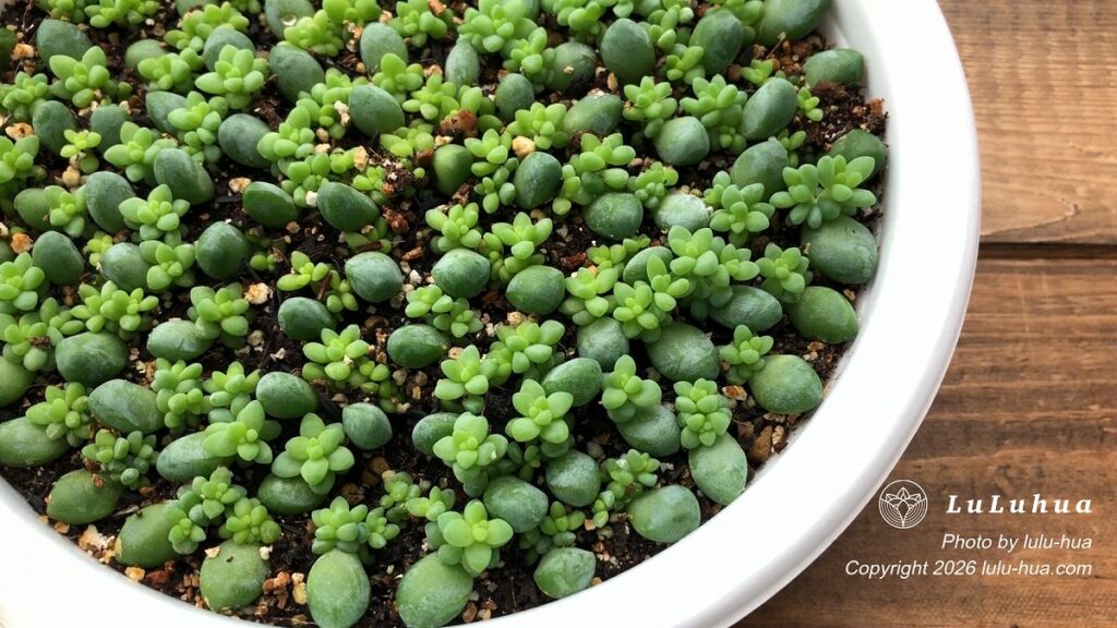 親葉の付け根から子株が育つ新玉つづり(Sedum burrito)の葉挿し