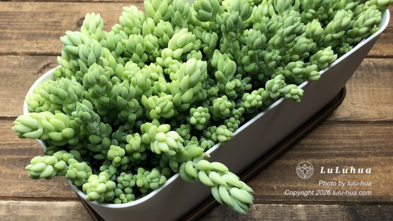 白い鉢から茎を伸ばして茂る玉つづり（Sedum morganianum）
