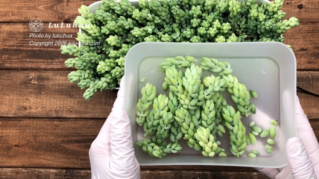 元の鉢を背景に、約5cmに切った玉つづり(Sedum morganianum)の茎をトレーに並べた様子